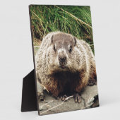 Erdhuhn Fotoplatte (Seite)