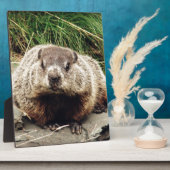 Erdhuhn Fotoplatte (Seite)