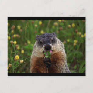 Erdhuhn mit Blume Postkarte
