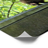 Erdhuhn Poster (Ecke)