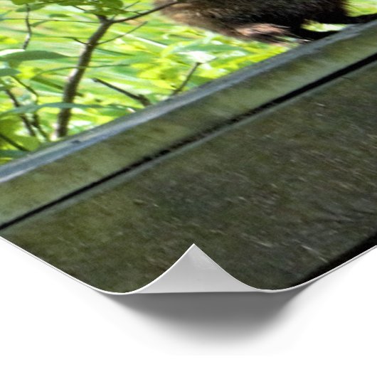 Erdhuhn Poster (Ecke)