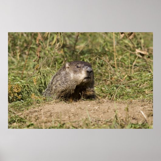 Erdhuhn Poster (Vorne)