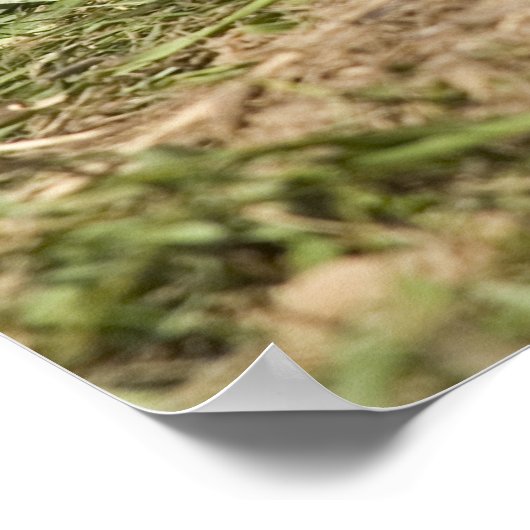 Erdhuhn Poster (Ecke)