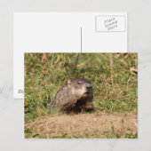 Erdhuhn Postkarte (Vorne/Hinten)