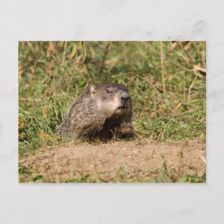 Erdhuhn Postkarte