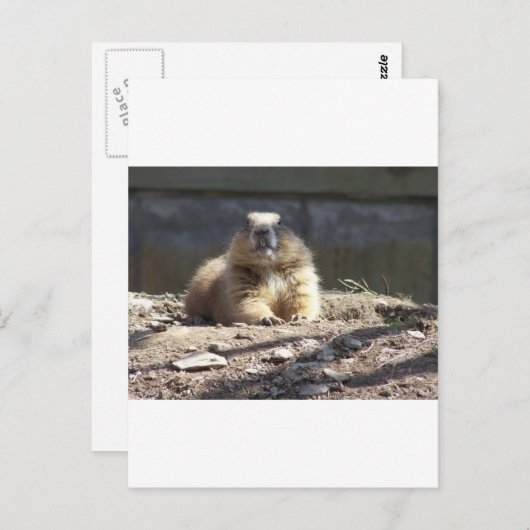 Erdhuhn Postkarte (Vorne/Hinten)