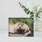 Erdhuhn Postkarte (Stehend Vorderseite)