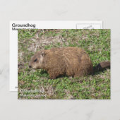 Erdhuhn Postkarte (Vorne/Hinten)