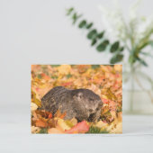 Erdhuhn Postkarte (Stehend Vorderseite)