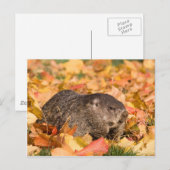 Erdhuhn Postkarte (Vorne/Hinten)