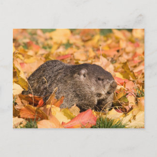 Erdhuhn Postkarte