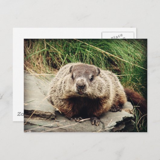 Erdhuhn Postkarte (Vorne/Hinten)