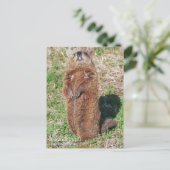 Erdhuhn Postkarte (Stehend Vorderseite)