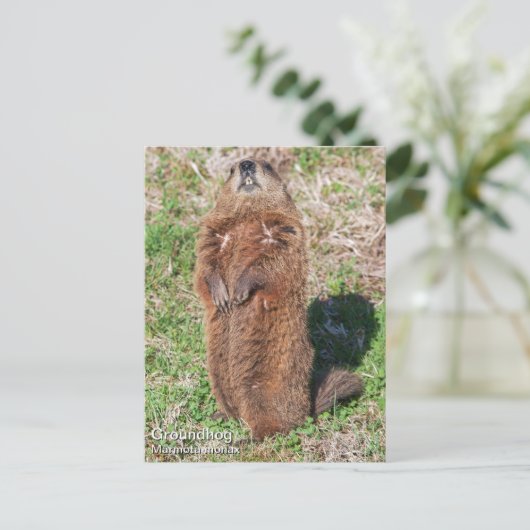 Erdhuhn Postkarte (Stehend Vorderseite)