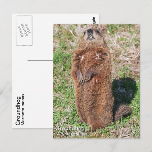 Erdhuhn Postkarte (Vorne/Hinten)