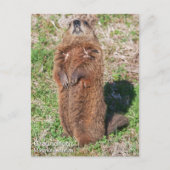 Erdhuhn Postkarte (Vorderseite)