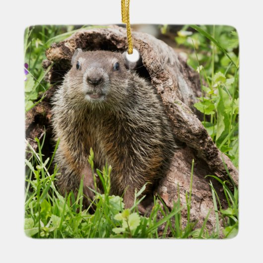 Erdhusten in einem Hollow Log Keramikornament (Vorderseite)