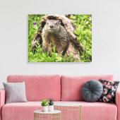 Erdhusten in einem Hollow Log Leinwanddruck (Insitu (Wohnzimmer))