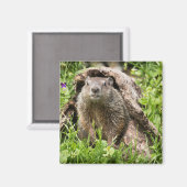 Erdhusten in einem Hollow Log Magnet (Vorderseite/Rückseite)