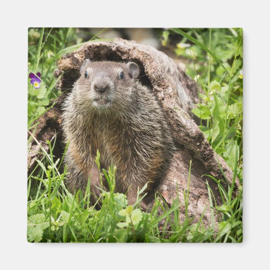 Erdhusten in einem Hollow Log Magnet (Vorne)