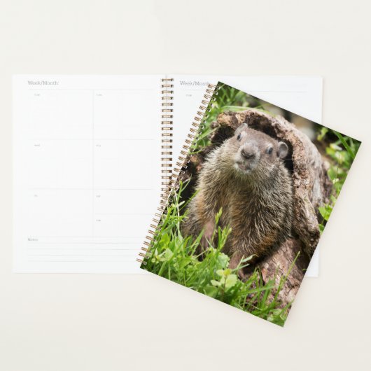 Erdhusten in einem Hollow Log Planer (Anzeige)