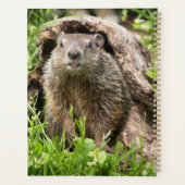 Erdhusten in einem Hollow Log Planer (Rückseite)