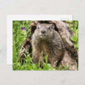 Erdhusten in einem Hollow Log Postkarte (Vorne/Hinten)