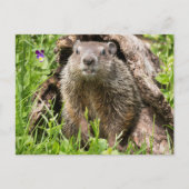 Erdhusten in einem Hollow Log Postkarte (Vorderseite)