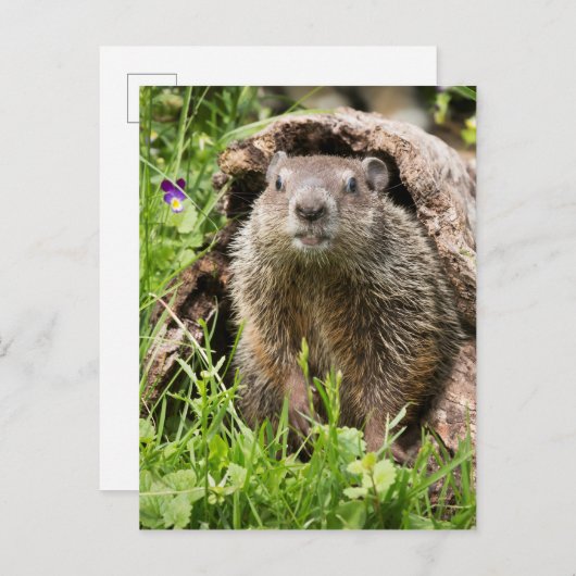 Erdhusten in einem Hollow Log Postkarte (Vorne/Hinten)