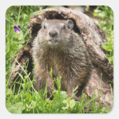 Erdhusten in einem Hollow Log Quadratischer Aufkleber (Vorderseite)