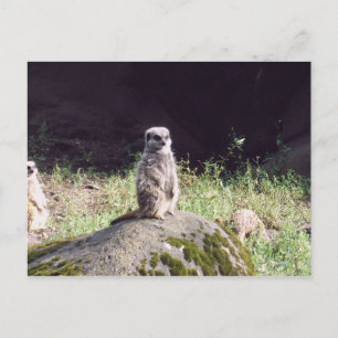 Erdmann Postkarte