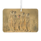 Erdmännchen-Familie Autolufterfrischer (Rückseite)