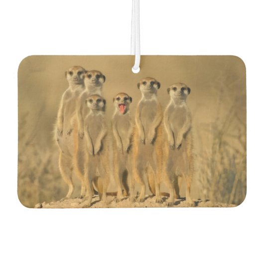 Erdmännchen-Familie Autolufterfrischer (Vorderseite)