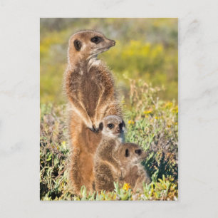 Erdmännchen-Familienporträt Postkarte