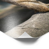 Erdmännchen Fotodruck (Ecke)