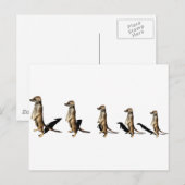 Erdmännchen in Reihe Postkarte (Vorne/Hinten)