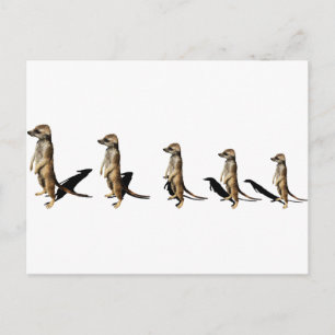 Erdmännchen in Reihe Postkarte