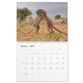 Erdmännchen-Junge des KMP-Kalenders 2026 Kalender (Feb 2027)