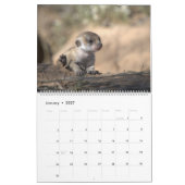 Erdmännchen-Junge des KMP-Kalenders 2026 Kalender (Jan 2027)