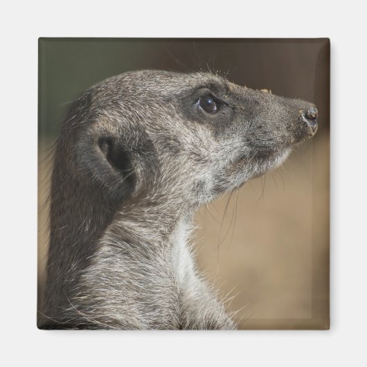 Erdmännchen Magnet (Vorne)