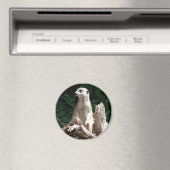 Erdmännchen Magnet (In Situ (Geschirrspüler))