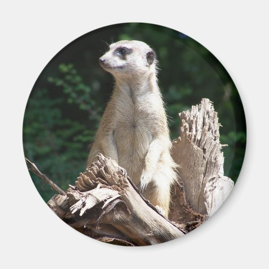 Erdmännchen Magnet (Vorne)