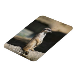 Erdmännchen Magnet
