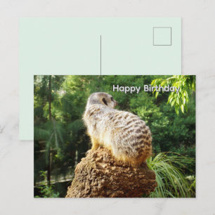 Erdmännchen mit hoher Aussicht, Geburtstagspostkar Postkarte