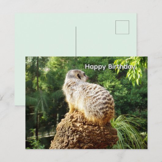 Erdmännchen mit hoher Aussicht, Geburtstagspostkar Postkarte (Vorne/Hinten)