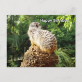 Erdmännchen mit hoher Aussicht, Geburtstagspostkar Postkarte (Vorderseite)