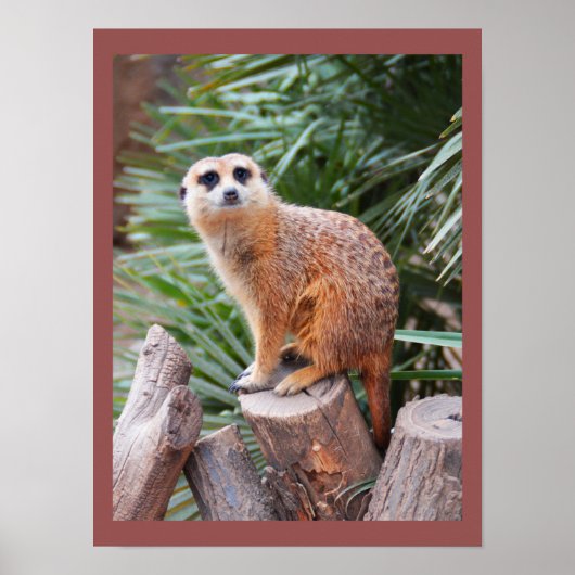 Erdmännchen Poster (Vorne)