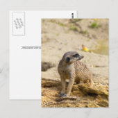 Erdmännchen Postkarte (Vorne/Hinten)