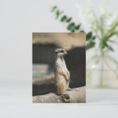Erdmännchen Postkarte (Stehend Vorderseite)