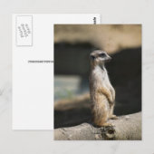 Erdmännchen Postkarte (Vorne/Hinten)